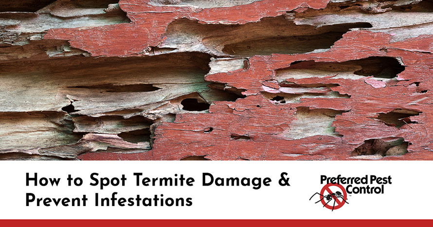 How To Prevent Termites In Your Home Preferred Pest Control